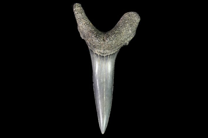 Fossil Sand Tiger Shark Tooth - Georgia #74863